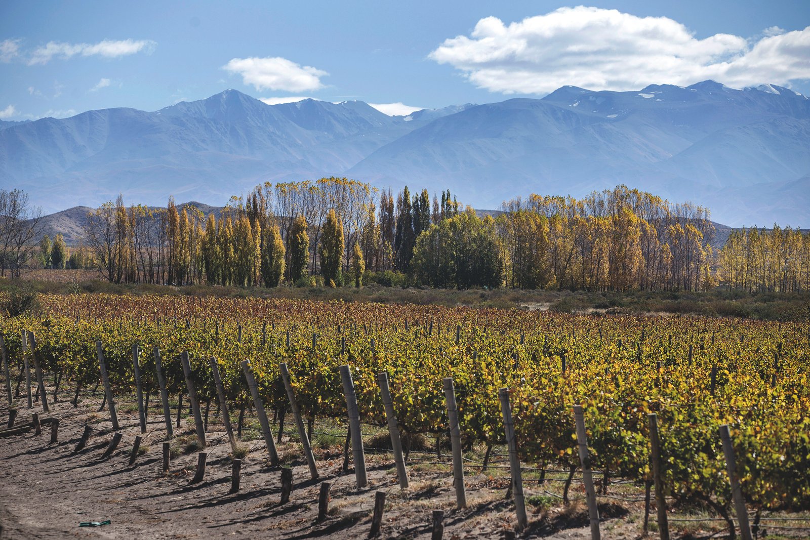Viñedo — Gualtallary, Tupungato